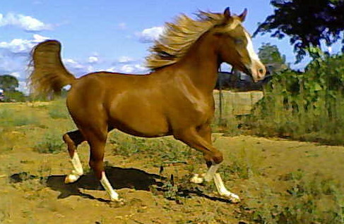 Aug. 6, 2009