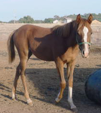 Lissy as a weanling