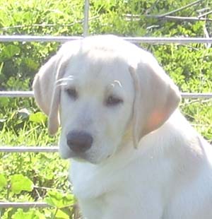 Puppy from the Nov. 08 litter.  'Scooby x Cammy'