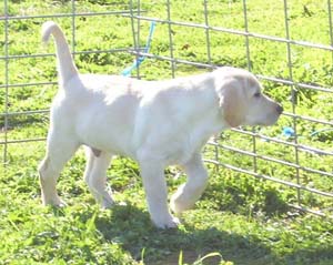 Puppy from the Nov. 08 litter.  'Scooby x Cammy'